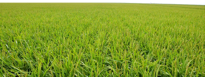 农药小黄片下载软件大全