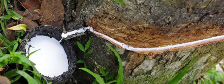 天然橡胶小黄片下载软件大全